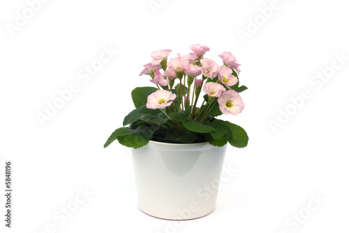 Wallpaper Mural potted primrose flowers isolated on white background Torontodigital.ca