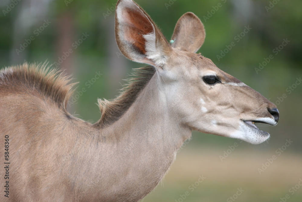 Fototapeta premium deer alert