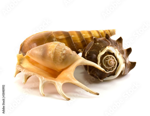 Seashells isolated on white background