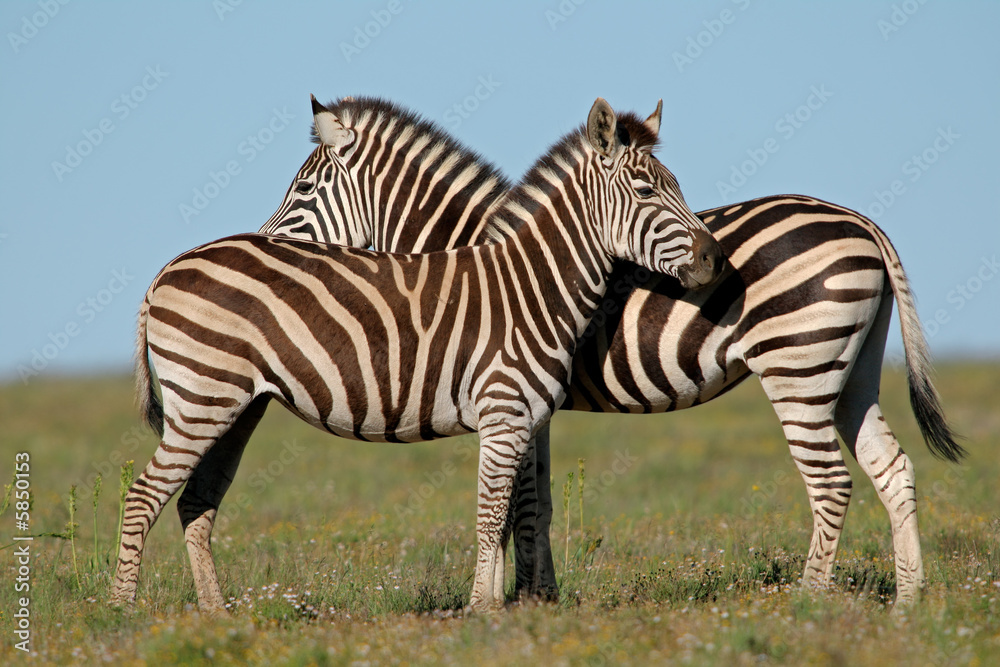 Fototapeta premium Plains Zebras (Equus zebra)