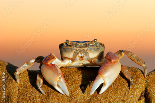 Common shore crab photo