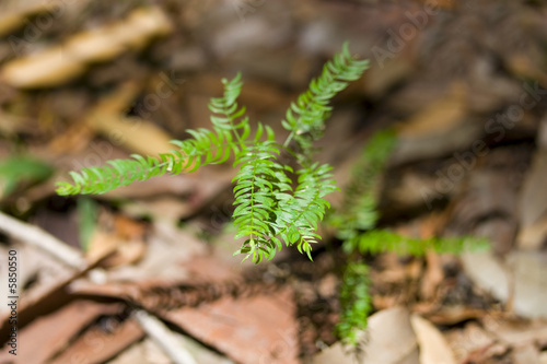 Afern at the base of a tree in a forest. photo