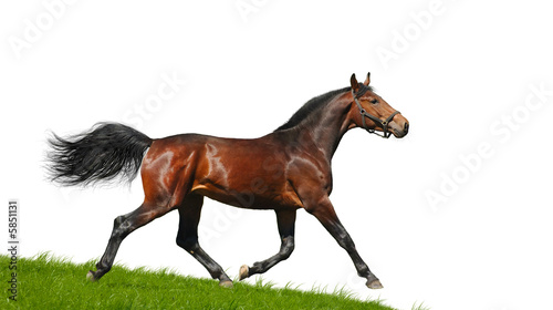 Hanoverian stallion trots - isolated on white