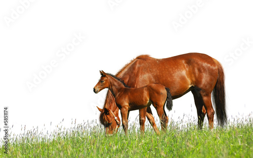foal and mare in a field - isolated on white photo