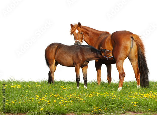 foal and mare in a field - isolated on white