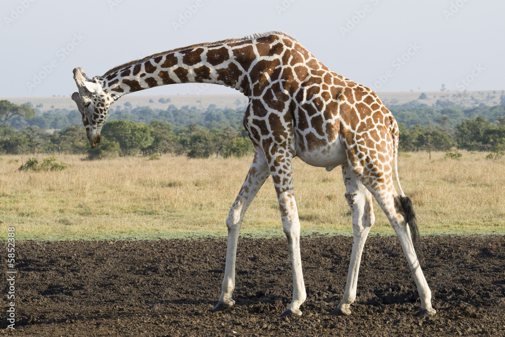 Obraz premium Giraffe