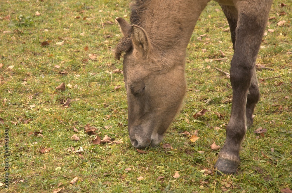 Fototapeta premium Konik rumienado