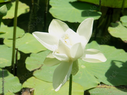 fleur de lotus ouverte