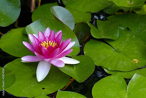 water lily - nenuphar