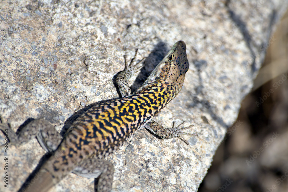Tanned Lizard Tanned Lizard