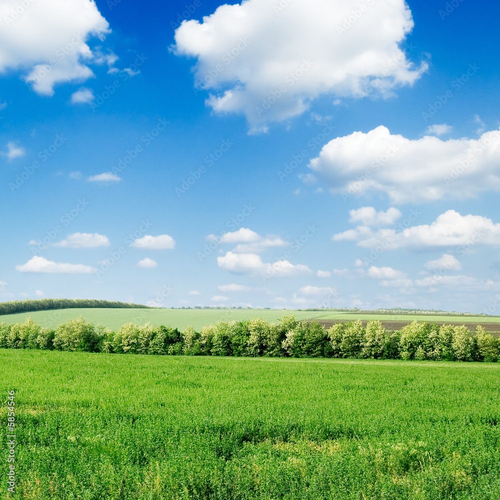 Obraz premium green field and beautiful white clouds