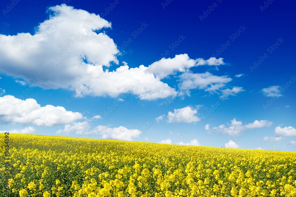 field and beautiful white clouds field and beautiful white clouds