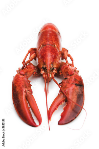 Simple compostition of lobster isolated on white - shallow dof
