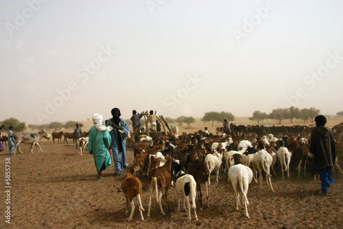 Puits (éleveurs puisant l'eau pour le bétail) Mali