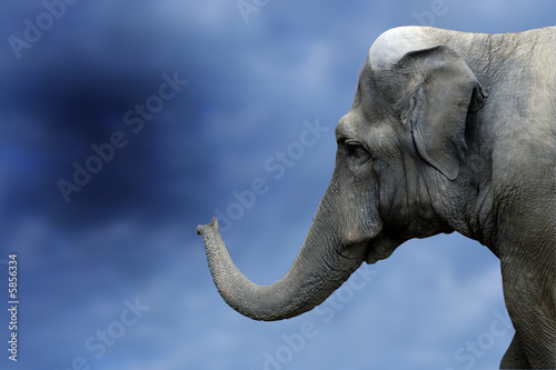 elephant © Andrzej Solnica