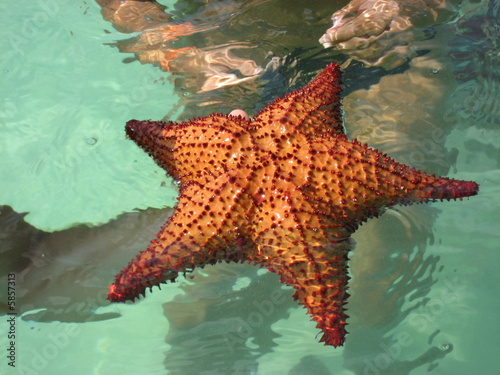 stella stellina photo