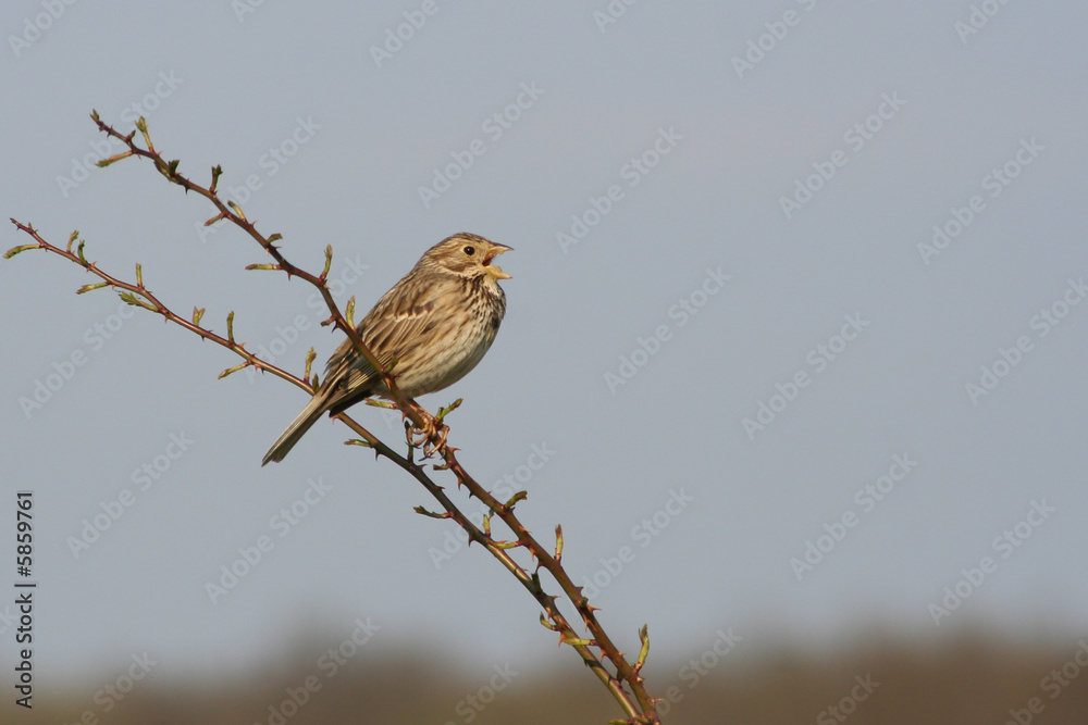 Fototapeta premium corn bunting