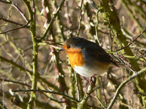 Robin red breast