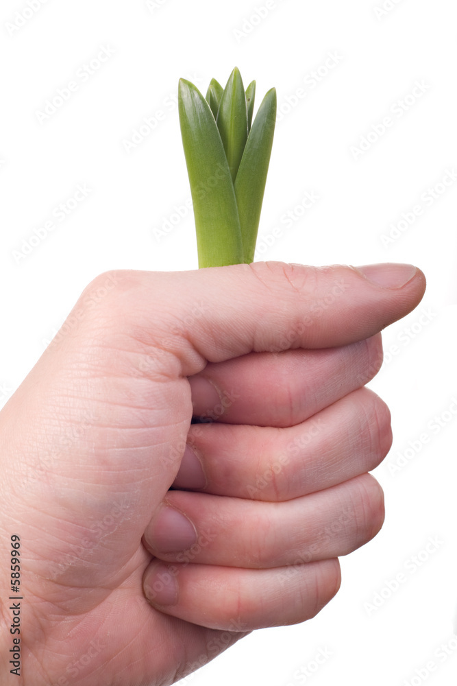 hand holding young plant isolated on white hand holding young plant isolated on white