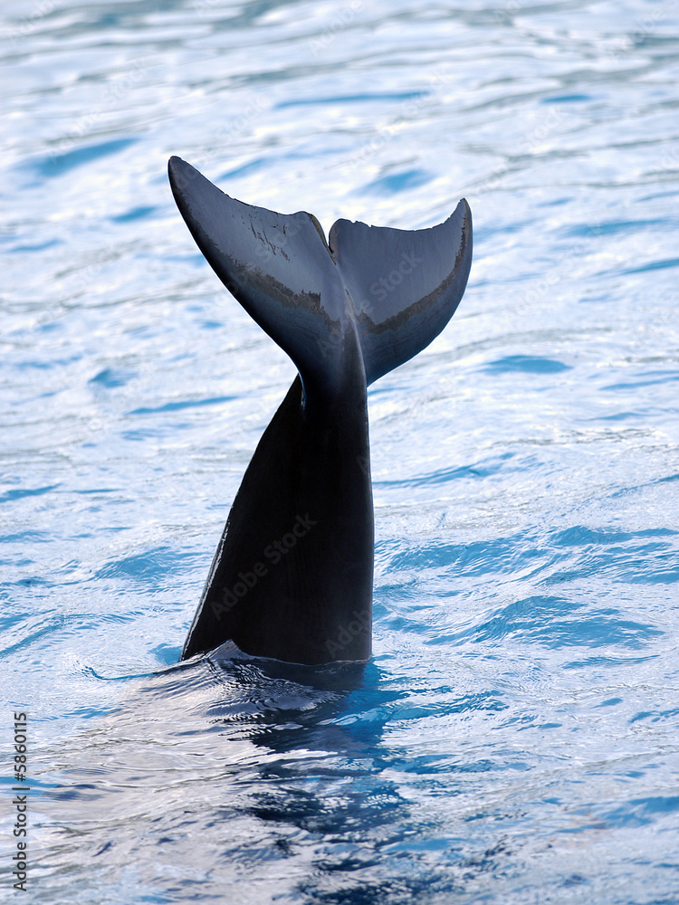 Fototapeta premium Immersione