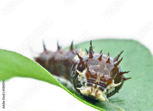 a big spikey caterpillar wanders along a green leaf