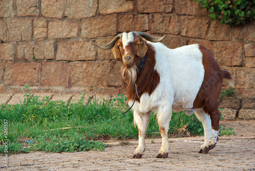 a big hairy and unfriendly goat stands on the path