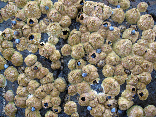 barnacles