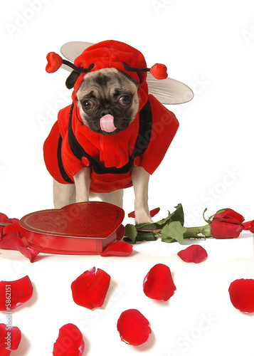 the love bug pug front view tongue out