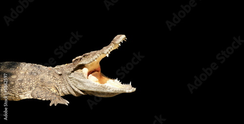crocodile, bouche ouverte