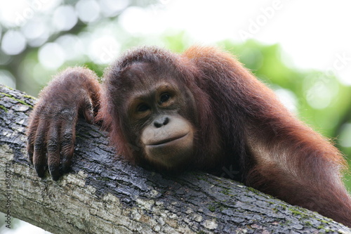 Orangutans photo