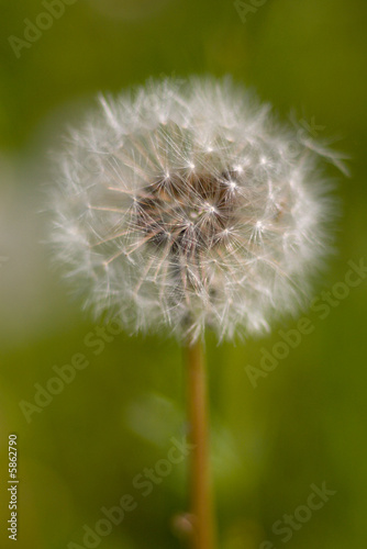 Dandelion seed head.the year field flower.