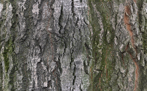 tilable bark texture
