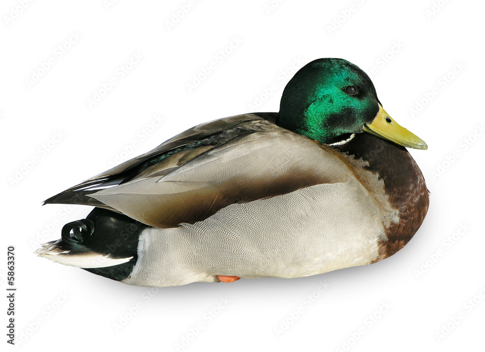 Obraz premium Wild drake isolated on a white