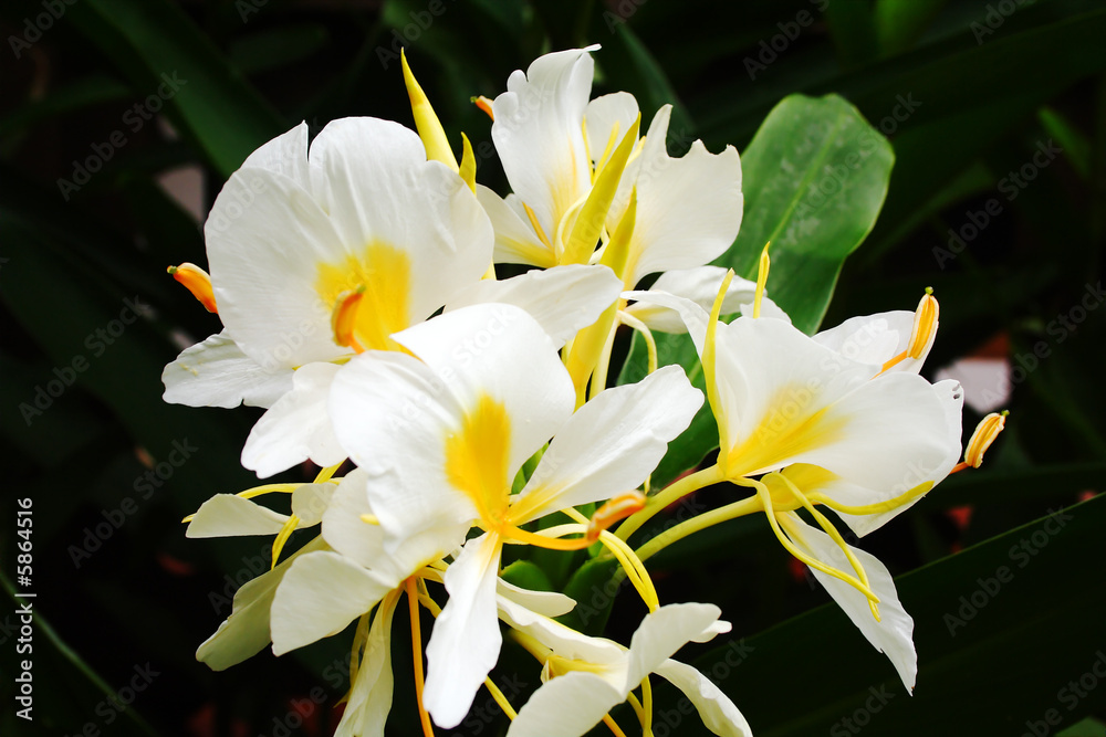 Obraz premium Beautiful flower