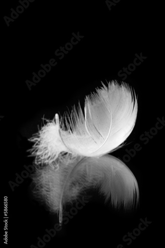 white feather with reflection on black background