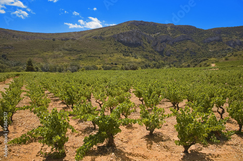 Obraz na płótnie roussillon : vigne et montagnes