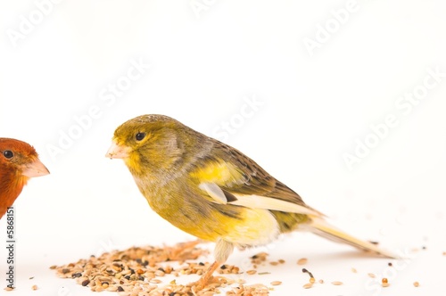 canary birds