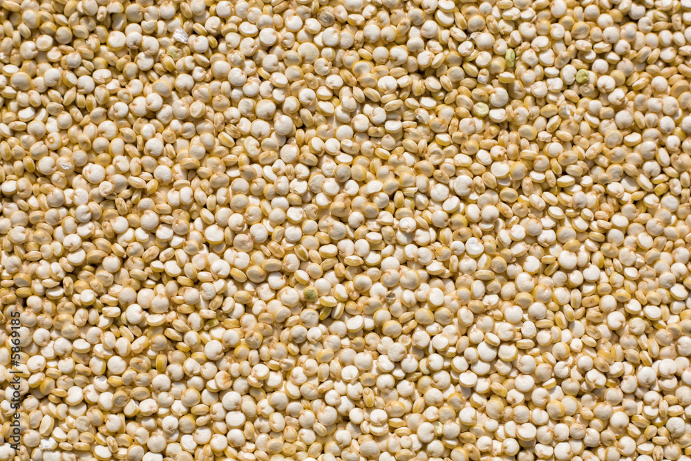 closeup of fresh quinoa seeds, Inca's rice closeup of fresh quinoa seeds, Inca's rice