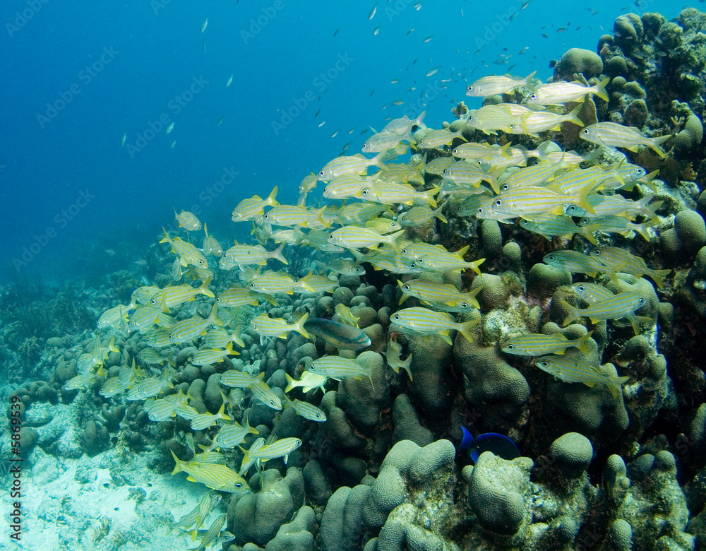 Fototapeta premium A school of Smallmouth Grunts in the Caribbean Sea