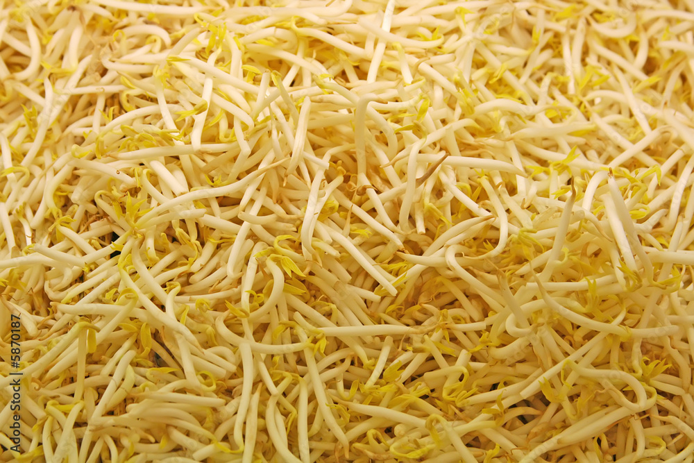 Beansprouts. A very large pile of it.