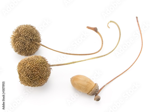 seed of trees on a white background