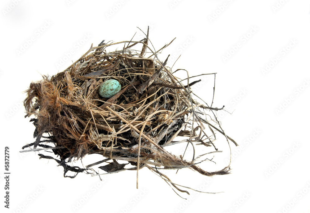 Obraz premium Małe niebieskie jajko w gnieździe na białym tle.