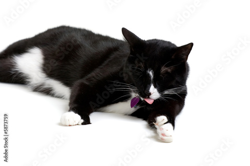 Black and white cat posing over a white background.