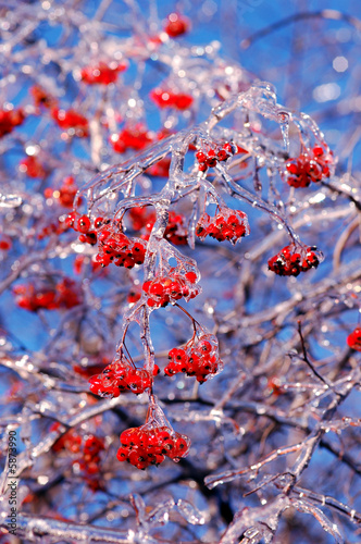 Berries covered in ice after winter storm