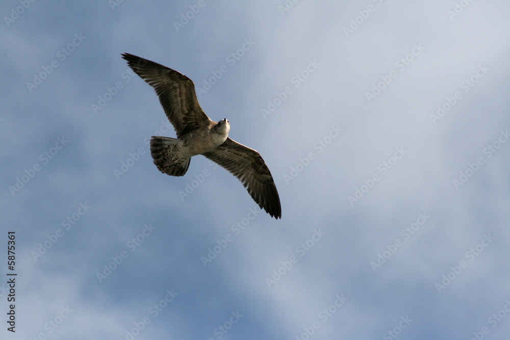 Blue Sky & Bird Blue Sky & Bird