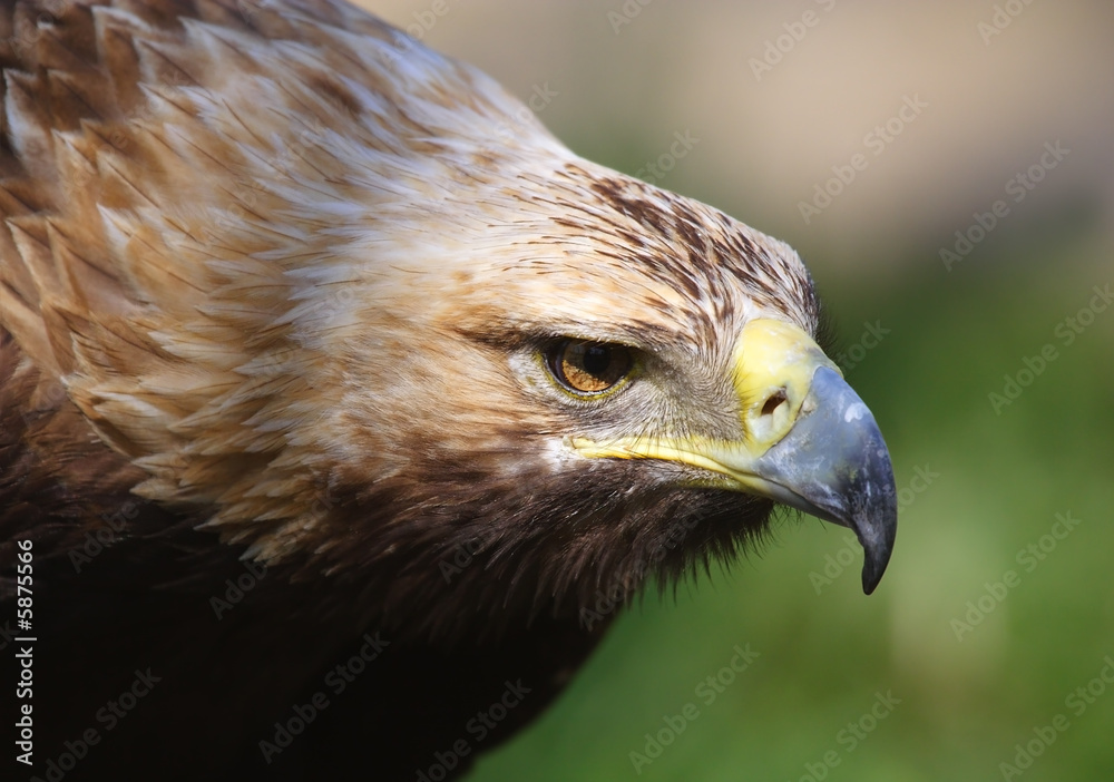 Naklejka premium Eagle