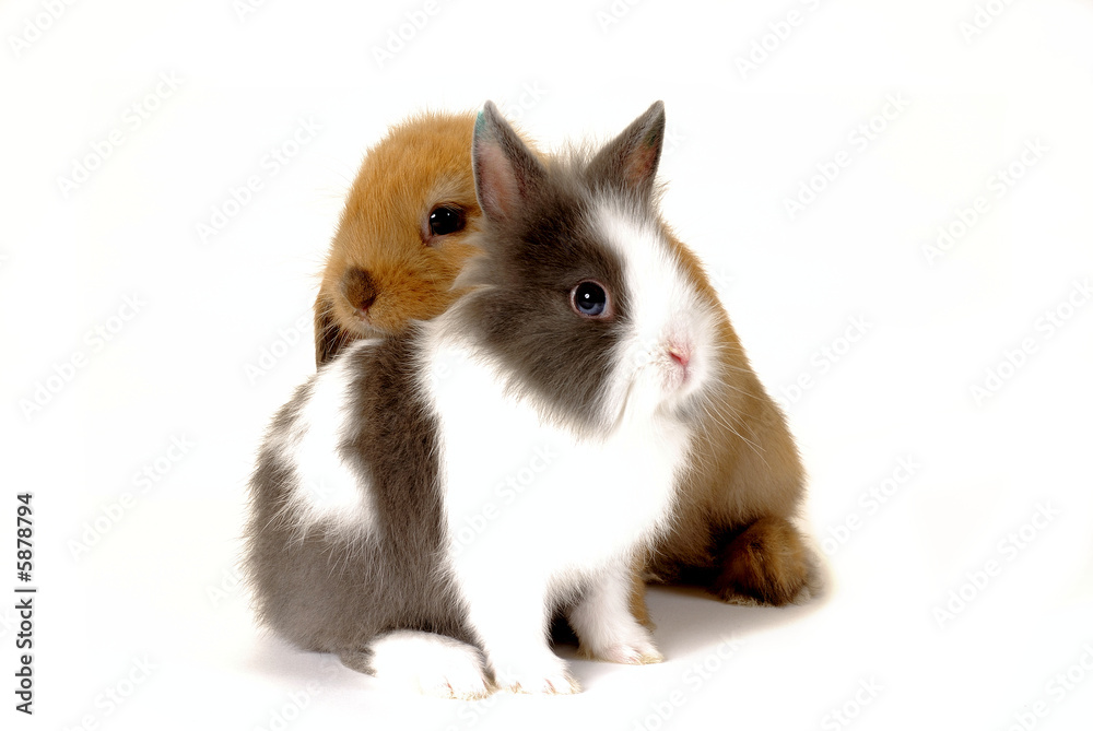 deux lapins 2 deux lapins 2