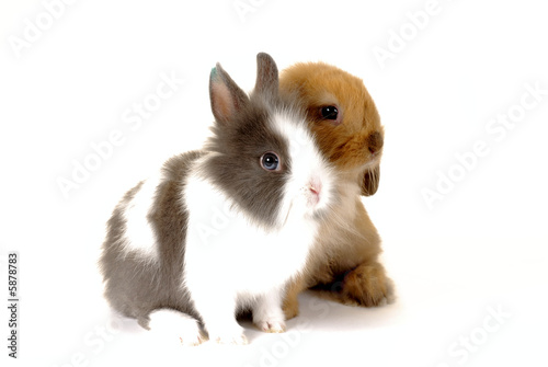 deux lapins 1
