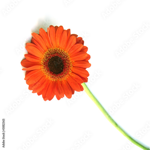 tige de gerbera