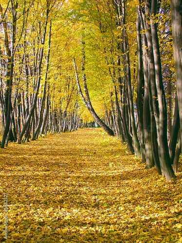 OLYMPUS DIGITAL CAMERA, Autumn avenue from yellow trees